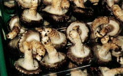 収穫した椎茸の写真